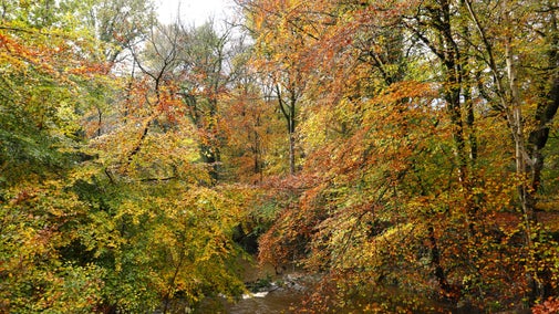 Trees in autumn leaf